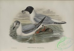 marine_birds-00894 - 588-Chroicocephalus philadelphia, Bonaparte's Gull