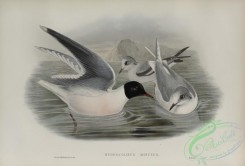marine_birds-00895 - 589-Hydrocoloeus minutus, Little Gull