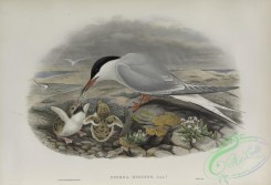 marine_birds-00899 - 593-Sterna hirundo, Common Tern