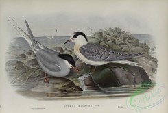 marine_birds-00901 - 595-Sterna macrura, Arctic Tern