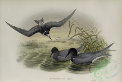 marine_birds-00904 - 598-Hydrochelidon nigra, Black Tern
