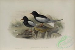 marine_birds-00905 - 599-Hydrochelidon leucoptera, White-winged Tern
