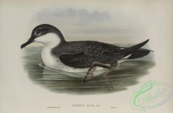 marine_birds-00912 - 606-Puffinus major, Great Shearwater