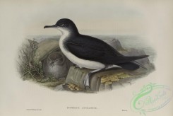 marine_birds-00913 - 607-Puffinus anglorum, Manx Shearwater