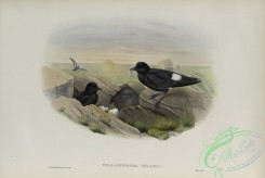 marine_birds-00914 - 609-Thalassidroma pelagica, Storm-Petrel
