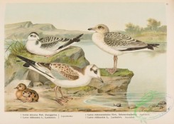 marine_birds-01035 - Little Gull, larus minutus, Black-headed Gull, larus ridibundus, Mediterranean Gull, larus melanocephalus, 2