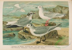 marine_birds-01040 - Ross's Gull, rhodostethia rosea, Black-legged Kittiwake, rissa tridactyla, Fork-tailed Gull, xema sabinei, Iceland Gull, larus leucopterus