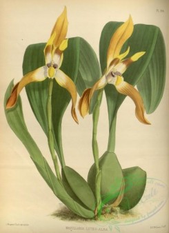 maxillaria-00001 - maxillaria luteo-alba