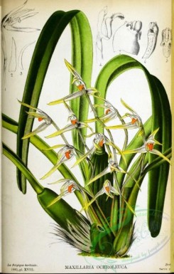 maxillaria-00007 - maxillaria ochroleuca