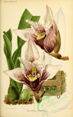 maxillaria-00016 - maxillaria sanderiana