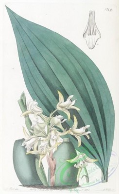 maxillaria-00024 - 1549-maxillaria decolor, Pale Yellow Maxillaria