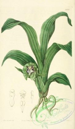 maxillaria-00025 - 1510-maxillaria viridis, Green Maxillaria
