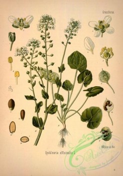 medicinal_herbs-00026 - cochlearia officinalis