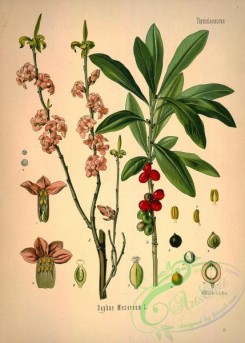 medicinal_herbs-00028 - daphne mezereum