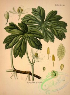 medicinal_herbs-00058 - podophyllum peltatum