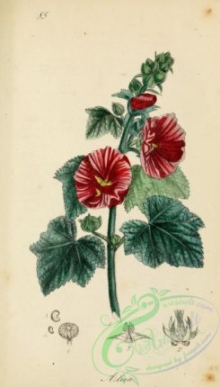 medicinal_herbs-00093 - alcea rosea