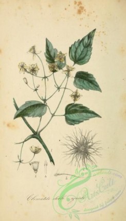 medicinal_herbs-00113 - clematis vitalba