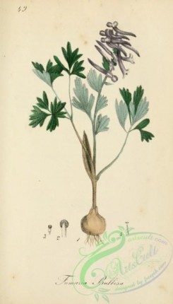 medicinal_herbs-00120 - fumaria bulbosa