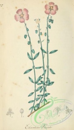 medicinal_herbs-00125 - helianthemum mutabile