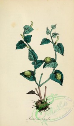 medicinal_herbs-00188 - aristolochia rotonda