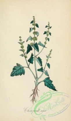 medicinal_herbs-00201 - chenopodium rubrum