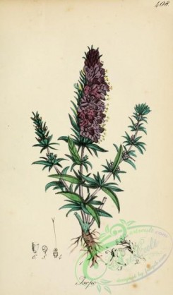 medicinal_herbs-00227 - hyssopus officinalis
