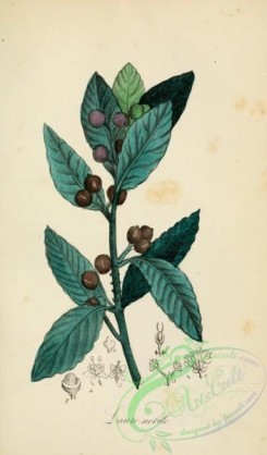 medicinal_herbs-00233 - laurus nobilis