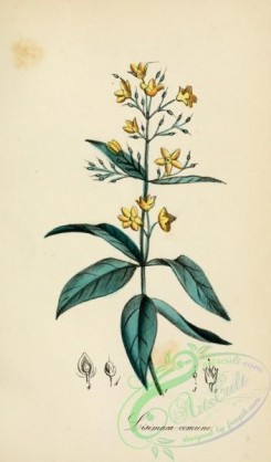 medicinal_herbs-00238 - lysimachia nummularia