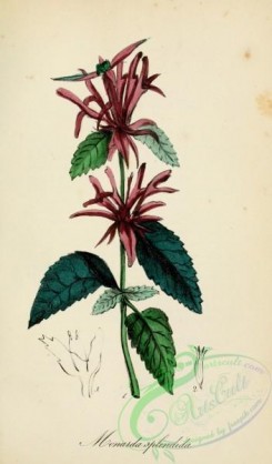 medicinal_herbs-00252 - monarda fistulosa