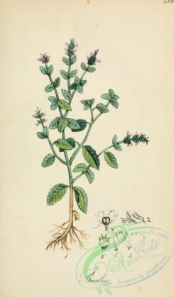 medicinal_herbs-00254 - ocymum basilicum