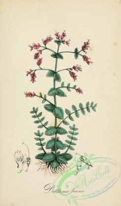 medicinal_herbs-00255 - origanum dictamum