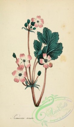 medicinal_herbs-00261 - primula elatior