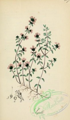 medicinal_herbs-00282 - thymus serpillum