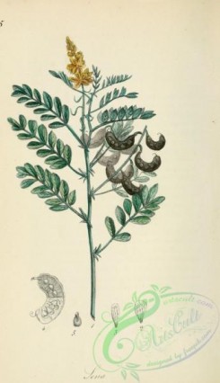 medicinal_herbs-00297 - cassia senna