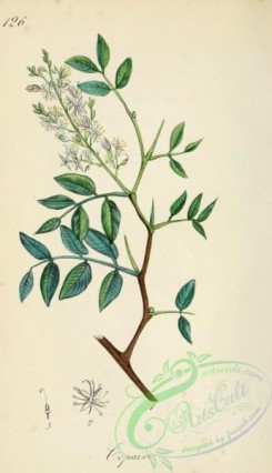 medicinal_herbs-00302 - copaifera officinalis