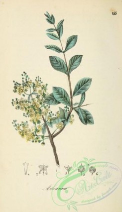 medicinal_herbs-00319 - lawsonia inermis
