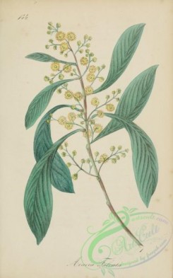 medicinal_herbs-00329 - mimosa obliqua