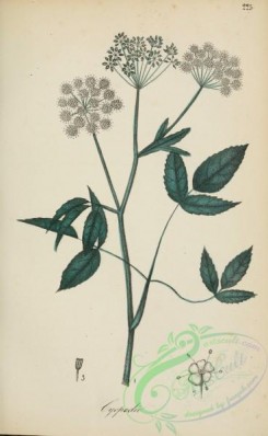 medicinal_herbs-00366 - aegopodium podagraria