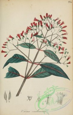 medicinal_herbs-00394 - cinchona officinalis