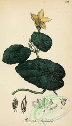 medicinal_herbs-00431 - menyanthes nimphoides