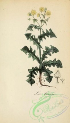 medicinal_herbs-00458 - suncus communis