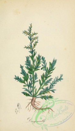 medicinal_herbs-00486 - artemisia dracunculus