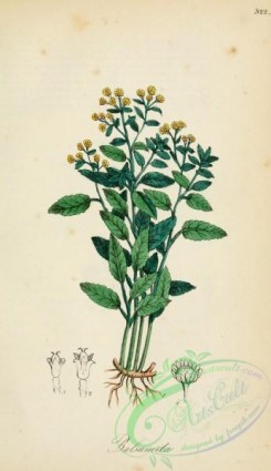 medicinal_herbs-00491 - balsamita odorosa