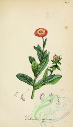 medicinal_herbs-00496 - calendula officinalis
