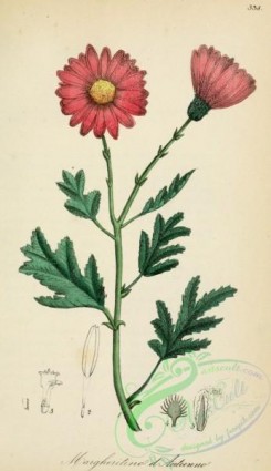 medicinal_herbs-00508 - chrysanthemum indicum