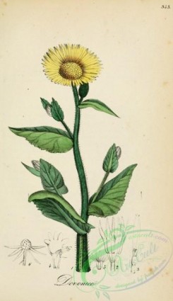 medicinal_herbs-00523 - doronicum pardolianches