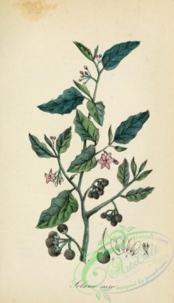 medicinal_herbs-00550 - solanum nigrum
