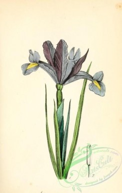 medicinal_herbs-00602 - iride spathulata