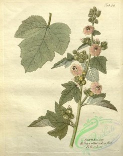 medicinal_herbs-00645 - althaea officinalis