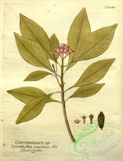 medicinal_herbs-00671 - caryophyllus aromaticus